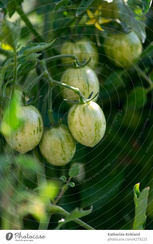 Green Cherry Tomatoes On Vine tomato green tomatoes Veggie Vegetable vegan Vegetarian Food Ripe ripen ripening Garden Gardening Agriculture agricultural Harvest