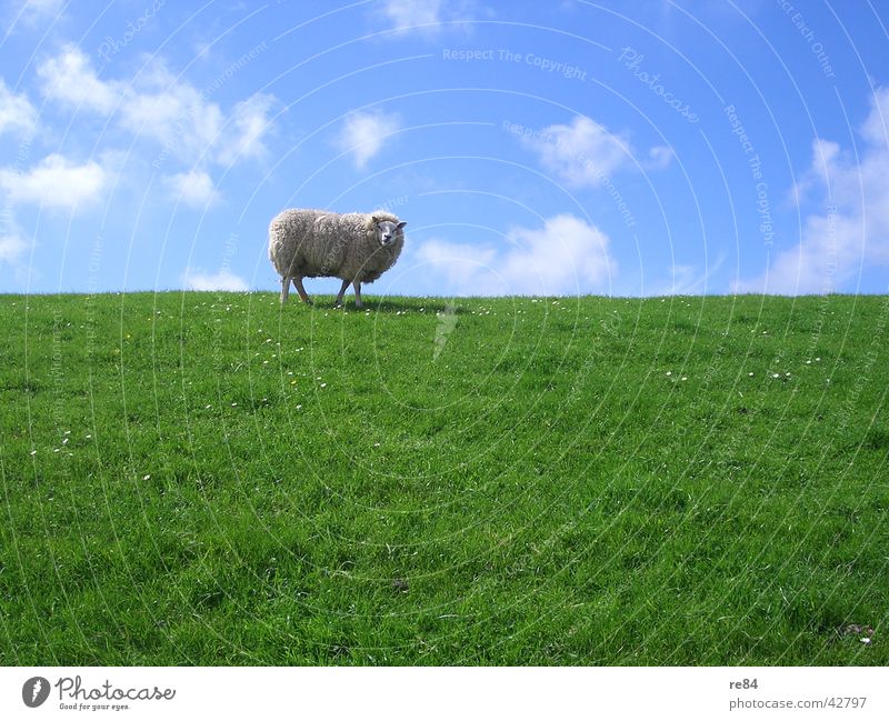 freshly mown Netherlands Mud flats Dike Green Meadow Clouds Grass Wool Animal Calm Boredom White Sky Island North Sea Blue Sheep Texel 1