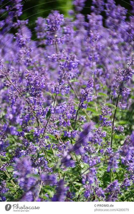 Lavender - Purple Sea of Flowers flowers Garden Garden Bed (Horticulture) Green Park Nature purple Blossom Plant lavandula angustifolia