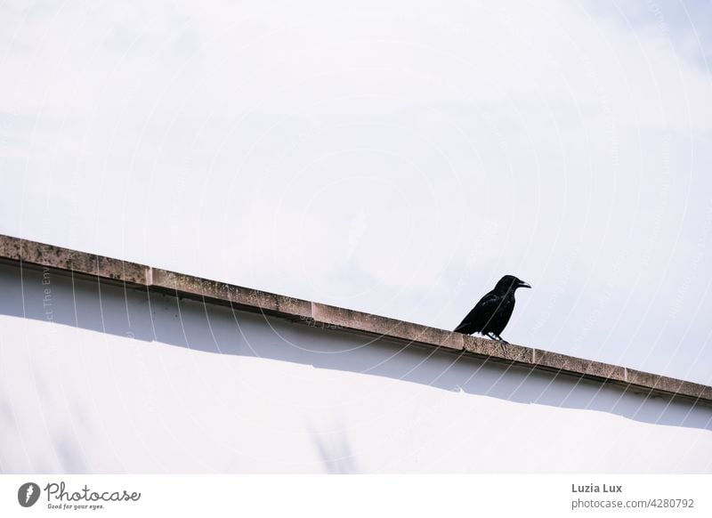 On the wall...  black crow Crow raven Bird Black Raven birds Exterior shot Sky Wild Town Wall (barrier) Line Direct Light Blue Clouds Spring Glittering