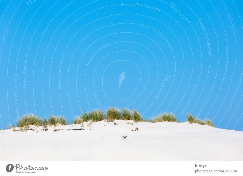 Dune with dune grass in front of bright blue sky duene Sand Beach dune Blue sky Marram grass Summer Nature white sand Cloudless sky warm Beautiful weather