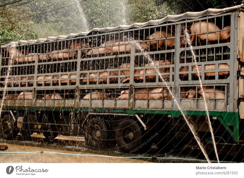 Pigs being sprayed with water to cool down during transport to the slaughterhouse animal transport livestock transport meat industry pig farming water spray