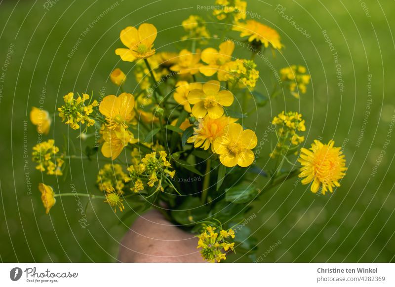 Yellow wildflower bouquet with dandelion, buttercup and rape against green background wild flowers Wildflower Bouquet Green Hand stop pretty Blossoming