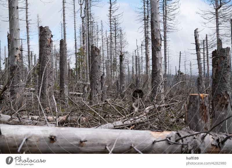 tree death Death of a tree Bark-beetle bark beetle infestation Coniferous forest Monoculture Forest Nature Tree Environment Forest death Climate change