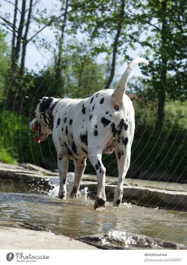 Dalmi_on_water Dog Dalmatian Pet Water