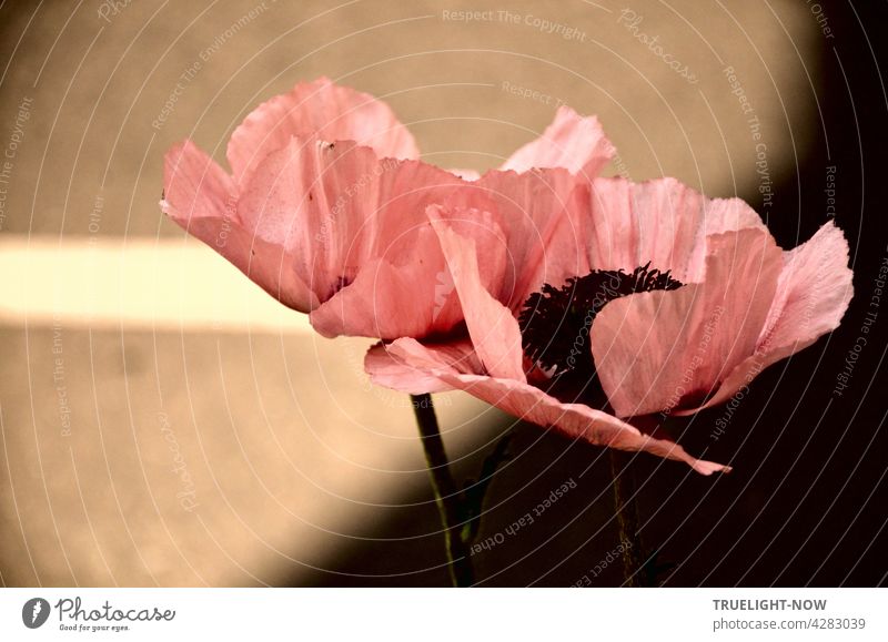 Two mighty, open-hearted pink poppies assert themselves at the roadside in the shade of a house; the road and a white marker strip are still partly lit by the evening sun
