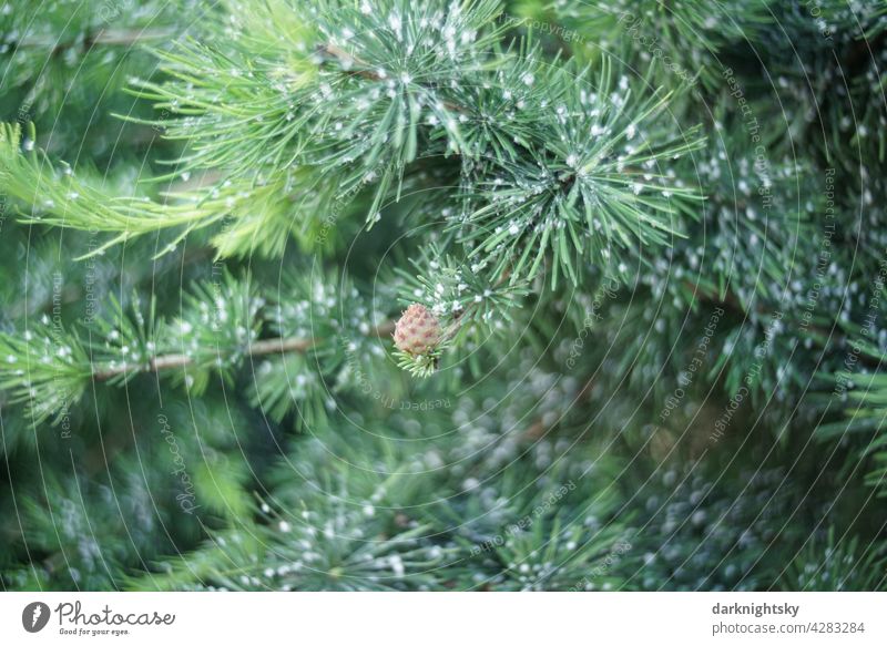 Pine with resin and a pine cone during the growth phase in summer Jawbone pinus Conifere conifer Exterior shot Colour photo Deserted Tree Environment Day Green
