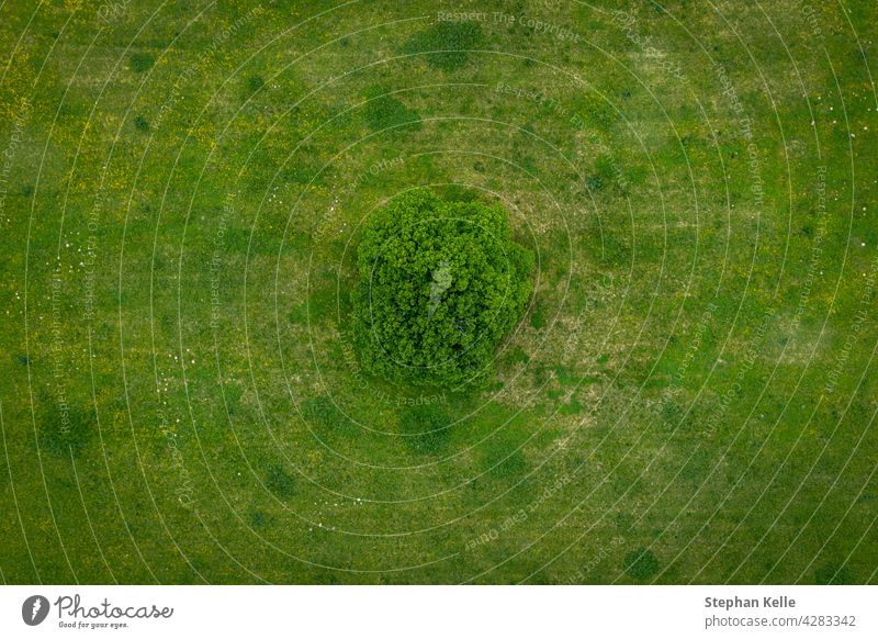 A lonely green tree captured from above - a treetop shot as a peaceful background, concept nature. view landscape aerial plant natural park environment outdoor