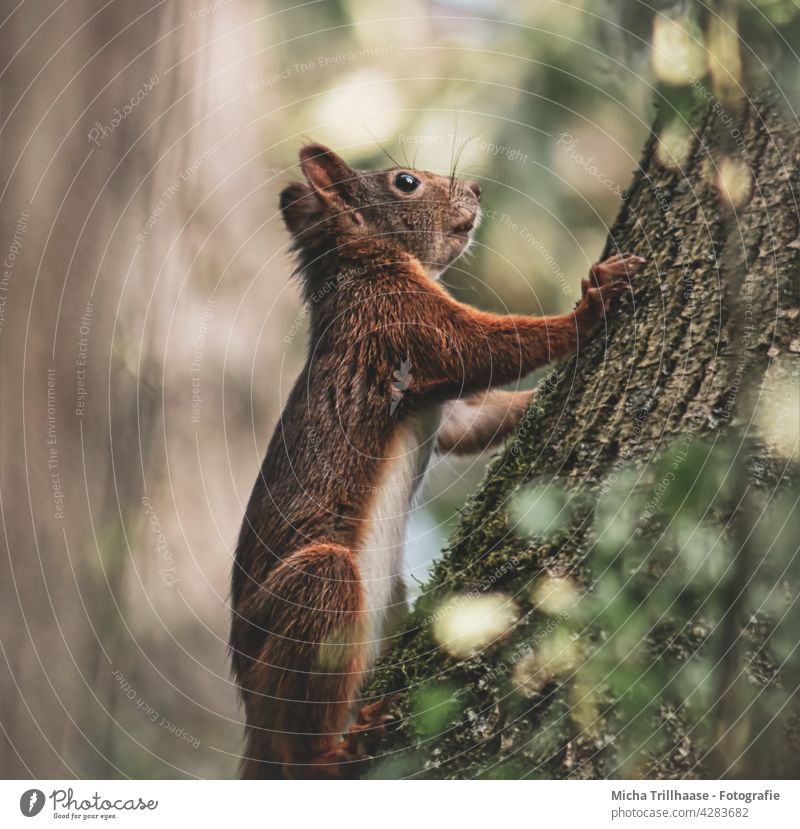 Squirrel climbing the tree trunk sciurus vulgaris Animal portrait Animal face Head eyes Ear Nose Muzzle paws Wild animal Tree Beautiful weather sunshine