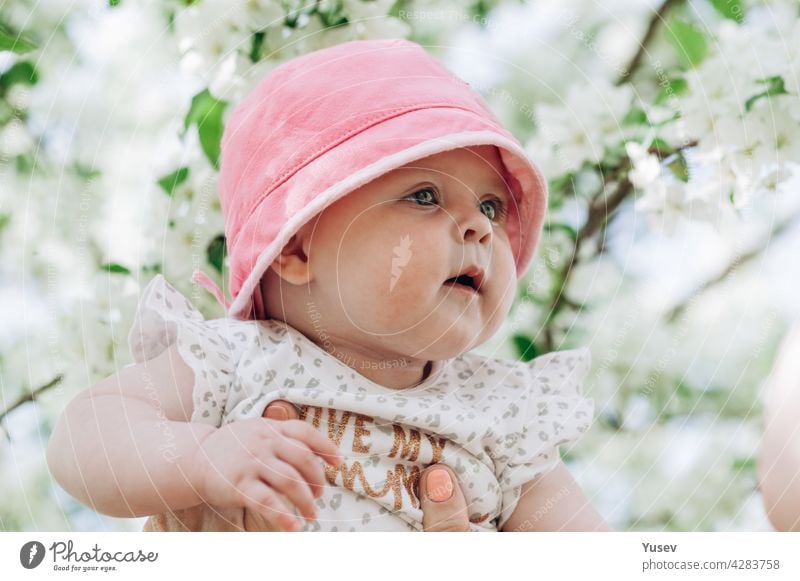 Portrait of a cute baby girl with blue eyes in a pink hat. Close-up. Soft focus. Happy childhood concept. Life style photography. Blooming apple trees spring background. Sunny day