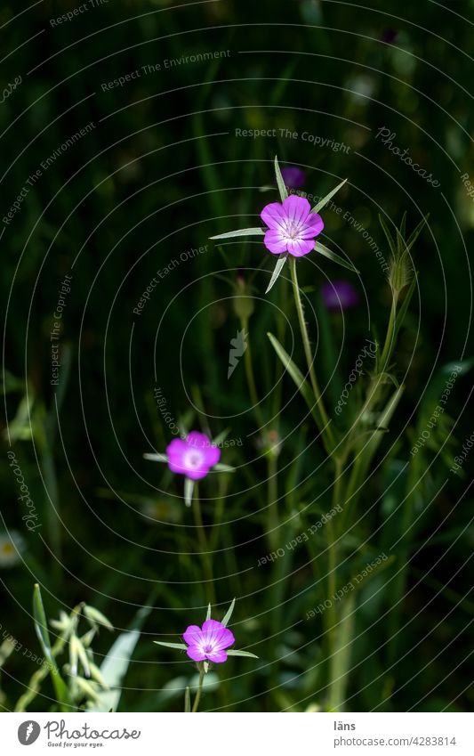 Flowers reaching for the light flowers Light Dark Crete Wild plant Summer Meadow Blossoming Nature Green Exterior shot Deserted naturally Colour photo Growth