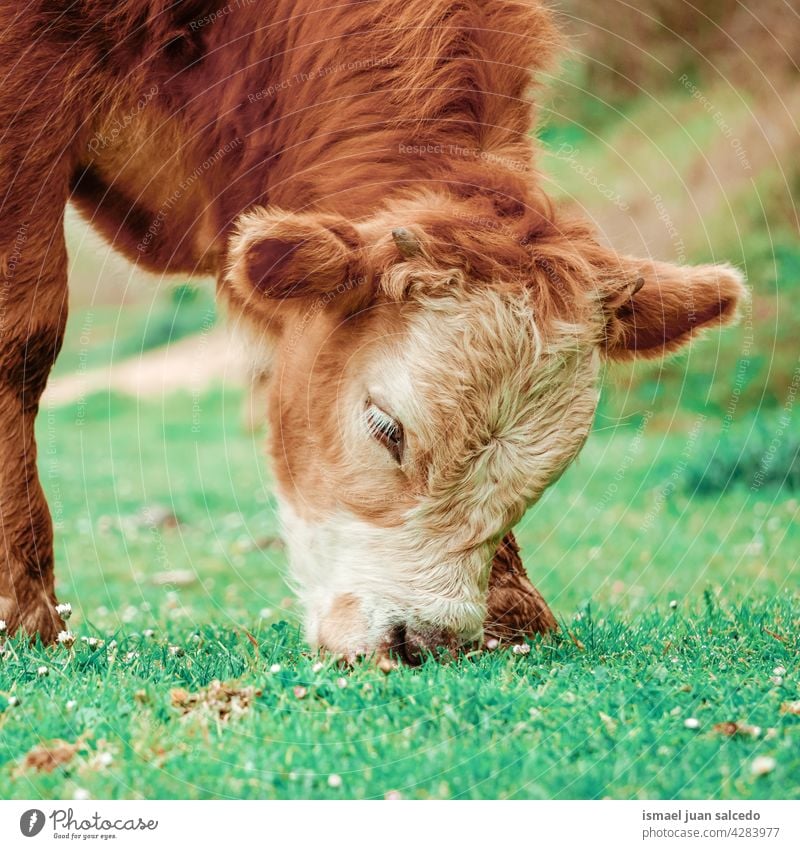 brow calf grazing in the meadow cow brown brown cow horns portrait animal pasture wild head wildlife nature cute beauty wild life rural farm rural scene