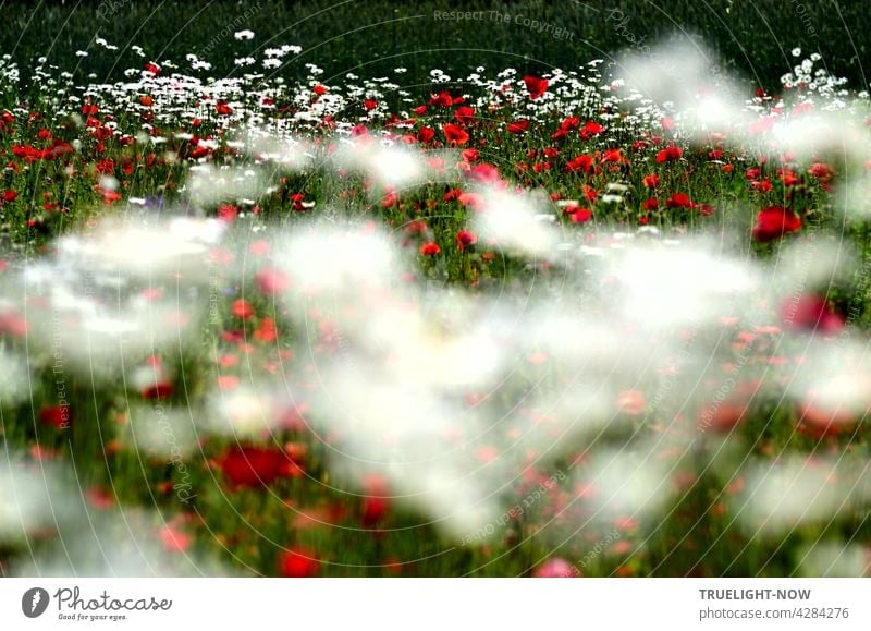 TRUELIGHT-NOW completely intoxicated and full of joie de vivre in a green-white-red sea of blossoms of poppies and daisies flowers at a forest edge with blurred moving foreground