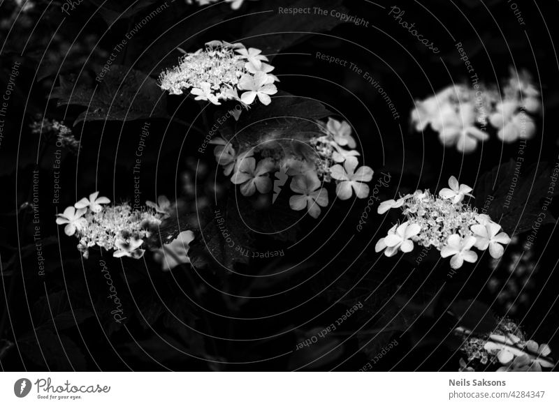 Viburnum blooms in the garden in the sun. Black and white. landscape beauty drop leaves summer color plant background closeup blooming flower tree nature
