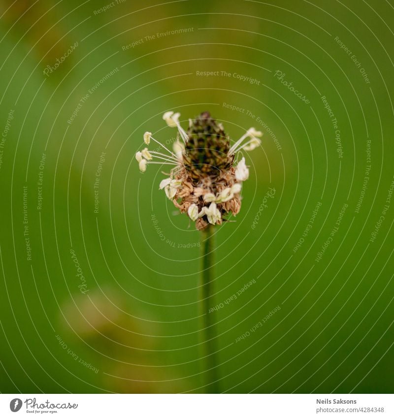 Flower of a hoary plantain (Plantago media) habitat environment protection nature meadow garden gardening outdoor botany species flora small wild green