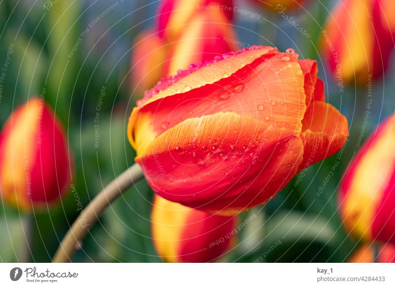 a tulip leaning to the side in a tulip bed Tulip tulips Tulip blossom Tulip field Spring Spring flower spring flowers spring garden Flower Blossom Plant Nature
