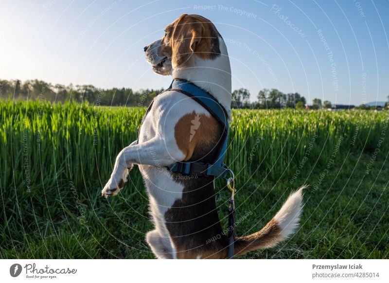 Hound dog on two feet looking around. background standing sniff hunter search seek nature face eye field animal beagle collar outdoors purebred park grass
