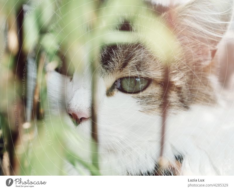 In the green: a green cat's eye behind light bamboo leaves Green Cat cat portrait mackerelled Bright sunny Pelt Domestic cat Whisker Long-haired Lynx Ears Pet