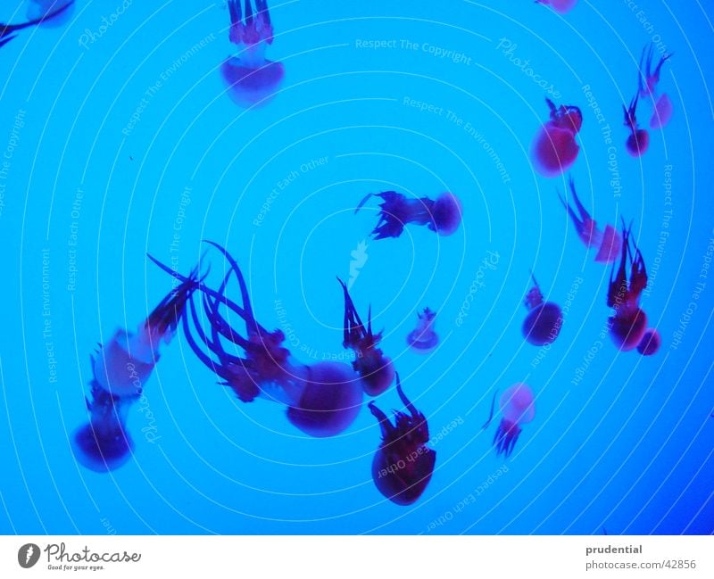 blue jellyfish Zoo Aquarium Multiple jelly fish Underwater photo Many Blue Swimming & Bathing