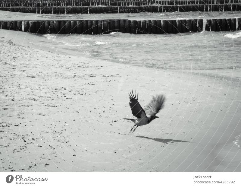 a bird takes off from the sandy beach Seagull Beach Sand flapping Bird coast Nature motion blur Sunlight wooden stage Ocean Baltic Sea Black & white photo