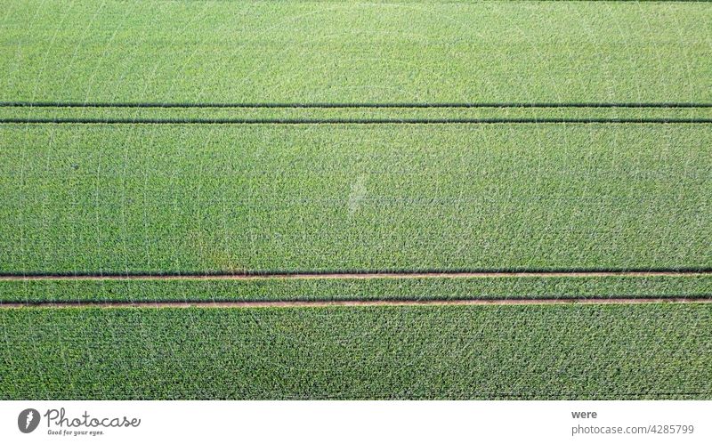 Tractor tracks divide the uniformity of the field into a pattern Area flight Background Pattern View aerial view agriculture arable farming bird's eye view
