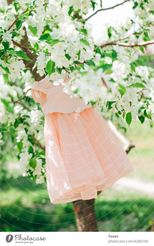 Elegance stylish peach-colored baby dress hangs on a blossoming apple tree. Green background. Spring time. Blooming apple orchard. Spring concept of renewal of nature, positive emotions. Vertical shot