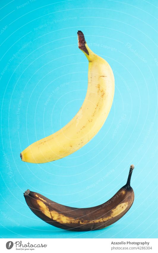 Fresh and rotten bananas on blue background. Real photo of a fresh banana levitating ob blue background. agriculture vegan health yellow old bad sweet uneatable