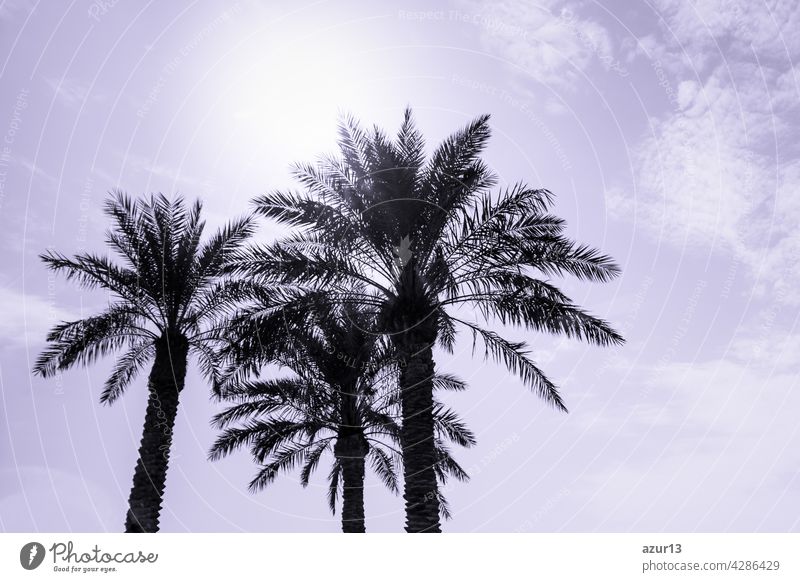 Tropical tourism paradise palms in sunny summer sun purple sky. Sun light shines through leaves of palm. Beautiful wanderlust travel journey symbol for vacation trip to southern holiday dream island