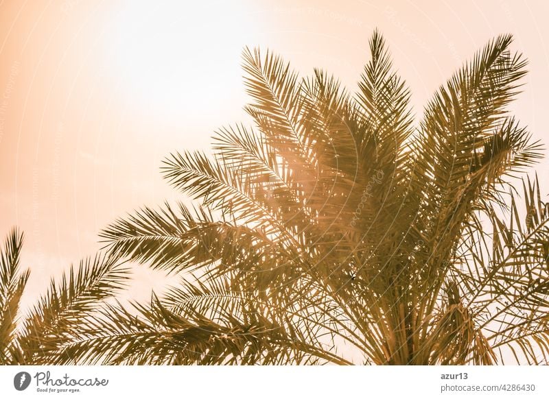 Tropical tourism paradise palms in warm sunny summer sun sky. Sun light shines through leaves of palm. Beautiful wanderlust travel journey symbol for vacation trip to southern holiday dream island