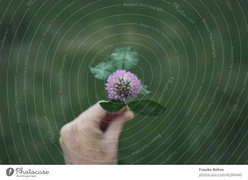 Hand of a woman holding shamrocks with pink flower Red clover Blossom Cloverleaf leaves Green Bright green Woman handle Meadow Plant Happy fields Pick Picked