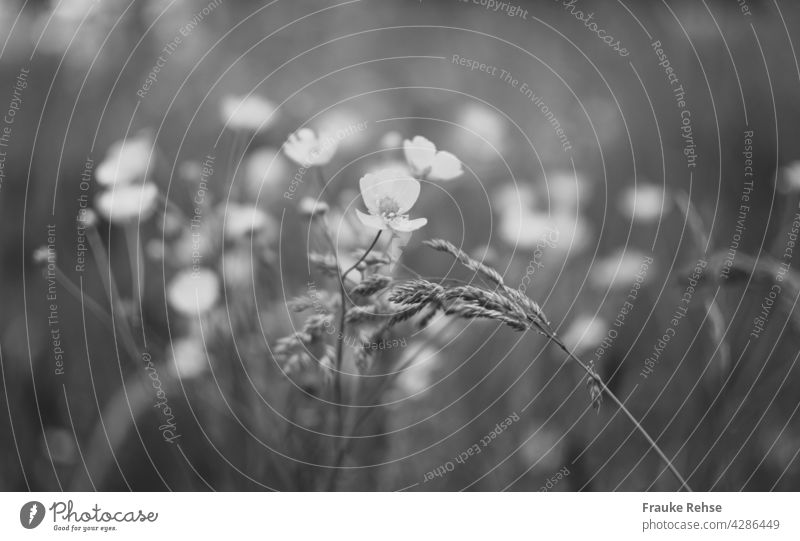 Ranunculus and grasses monochrome with shallow depth of field Crowfoot tuberous buttercup Black White black-white Gray black-and-white Meadow Nature Blossom