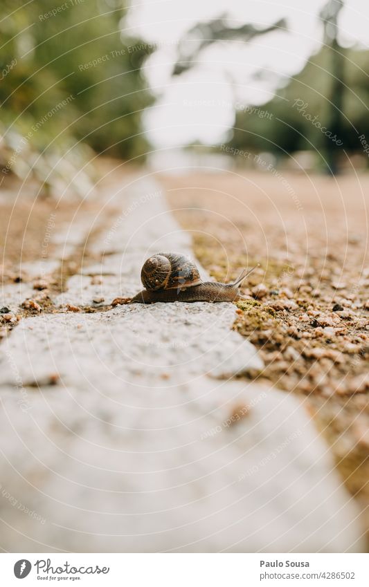 Close up snail close up Snail Snail shell Slowly Detail Colour photo Close-up Animal Nature Exterior shot Garden Shallow depth of field Slimy Deserted Crawl Day