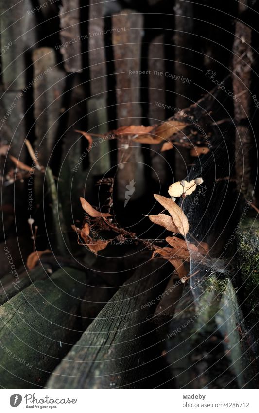 Spider's web with withered brown leaves in autumn in front of an old wooden shed in Rudersau near Rottenbuch in the district of Weilheim-Schongau in Upper Bavaria