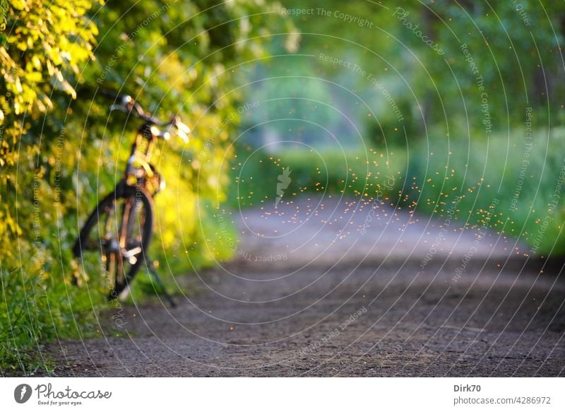 Summer mood: Bicycle on the roadside with swarm of flies Summery Cycling bike tour bike break blurriness Exterior shot Colour photo Day Deserted Green Mobility
