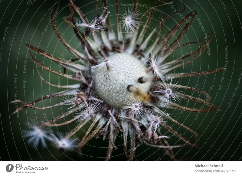 Dandelion: dandelion puff flowers Ease Easy fade wither withered End Sámen Plant Shallow depth of field Detail Macro (Extreme close-up) Delicate Airy