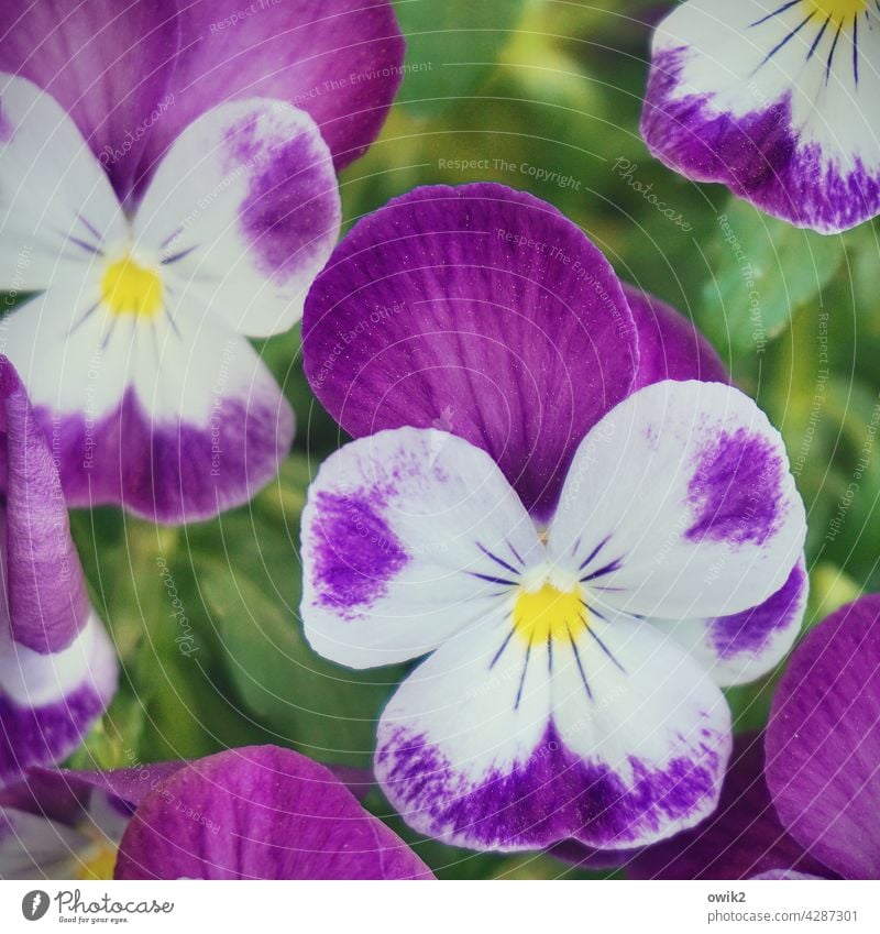 Horned violet Horned pansy Flower Blossom Violet plants Spring Flowering Exterior shot Colour photo Bouquet Nature Spring fever Joie de vivre (Vitality)