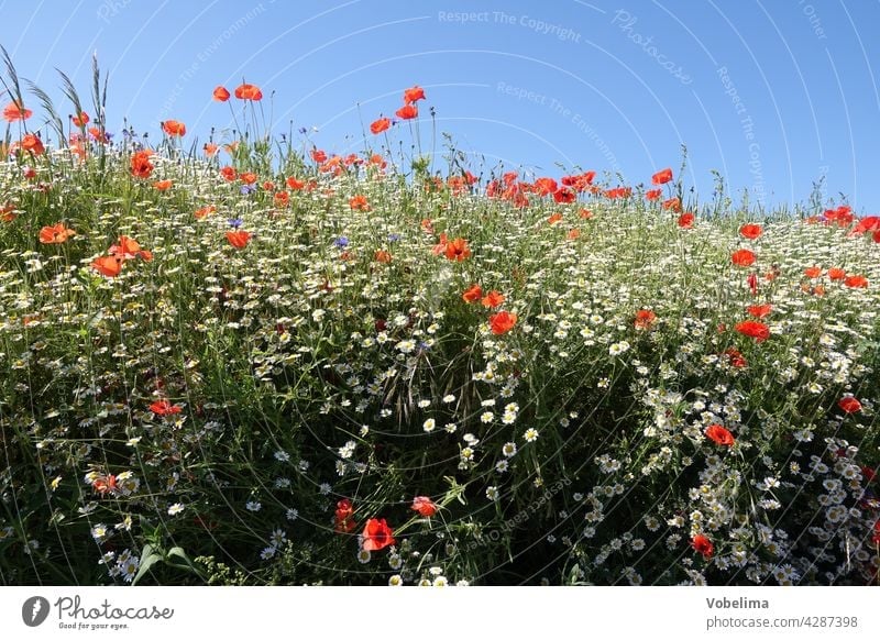 Poppy seed and chamomile Corn poppy Poppy blossom corn poppy blossom poppy blossoms Summer Sky Free space Copy Space Blue Nature Red Flower flowers Blossom