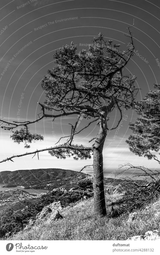 Single tree growing on mountainside, monochrome Tree Stone pine Italy coast Cliff Wind windy Mediterranean sea Exterior shot Ocean Vacation & Travel Landscape