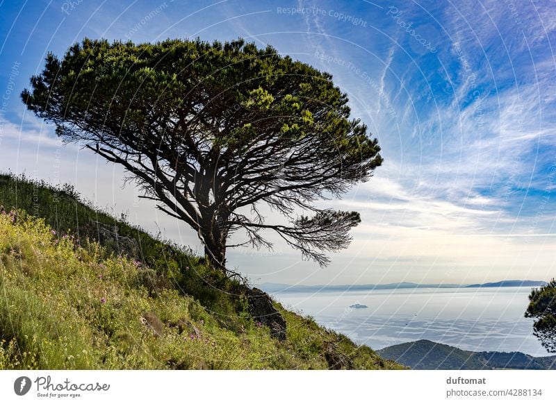 Single tree growing on mountainside Tree Stone pine Italy coast Cliff Wind windy Mediterranean sea Exterior shot Ocean Vacation & Travel Landscape Summer Nature