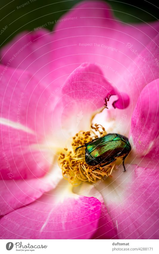 green iridescent rose beetle in the middle of a flower purple Rose beetle Blossom Flower Plant Dazzling blossom Nature Garden Pistil pink Green Beetle