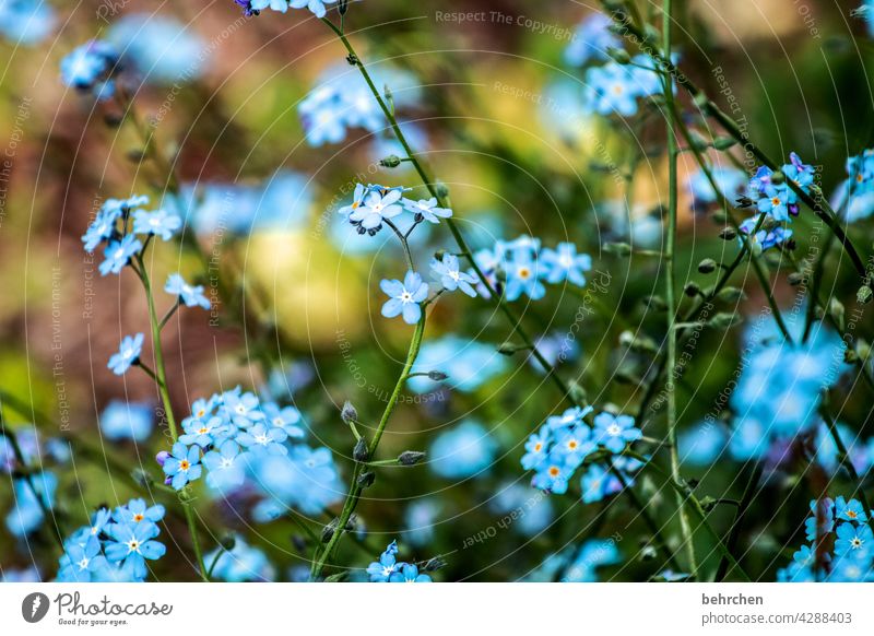 favourite flower Close-up Detail Day Light Warmth Delicate Summery Blue Nature Plant Spring Beautiful weather Forget-me-not Wild plant Blossom Leaf Grass Flower