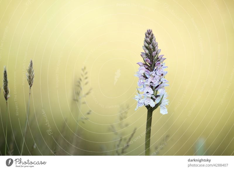 Spotted orchid, Dactylorhiza maculata with a light yellow background Nature Flower Copy Space Orchid unpeopled wild flower Summer Spring safeguarded heyday