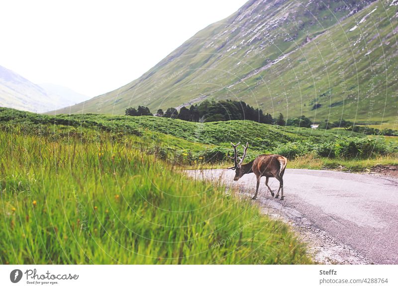 every parting is hard - a Scottish stag goes its way Scotland Red deer Edelhirsch Buck Free-living encounter In transit Peaceful Amazing Freedom Hill Wild