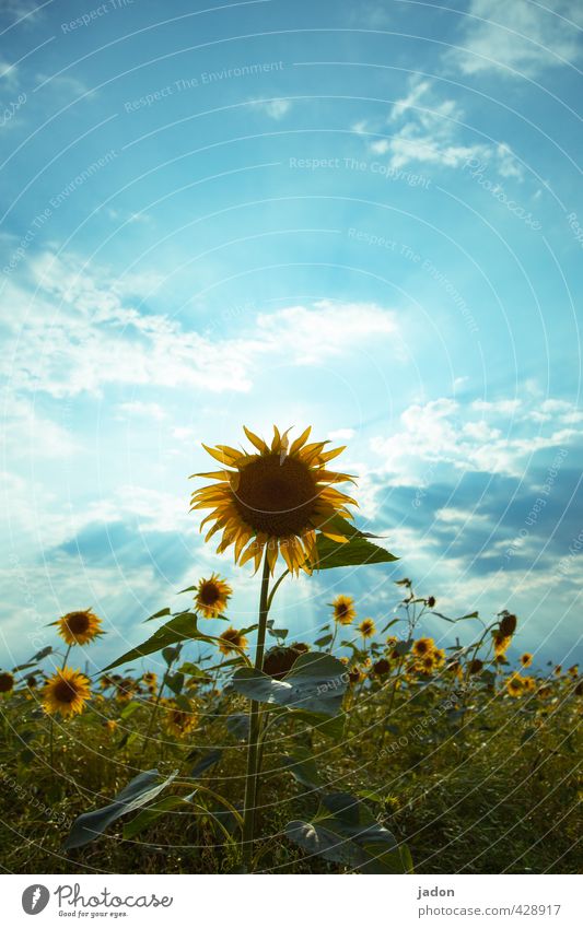 weekend and sunshine. Nature Landscape Plant Sky Clouds Sunlight Summer Flower Field Hot Blue Yellow Green Perspective Environment Sunflower Growth Sunbeam