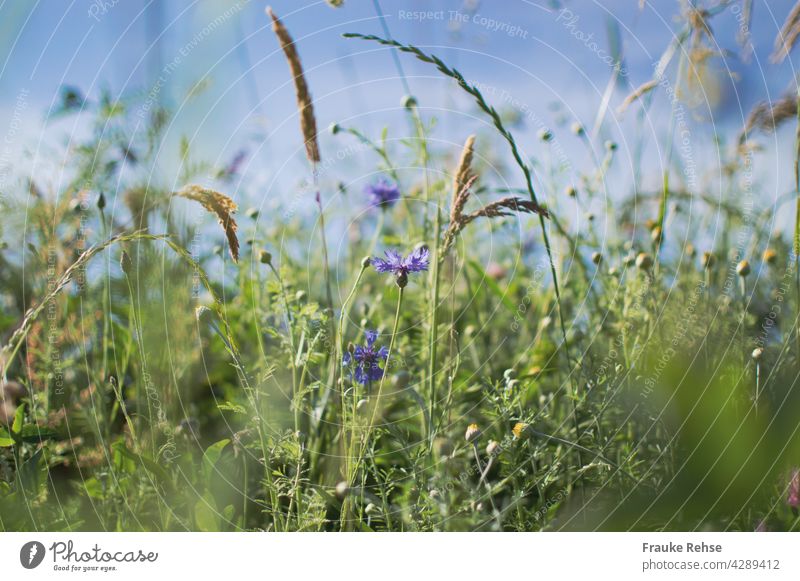 Cornflowers and grasses in sunlight against blue sky Violet Blue Green summer meadow Sky Blue sky Summer sway with the wind in the wind Grass Meadow