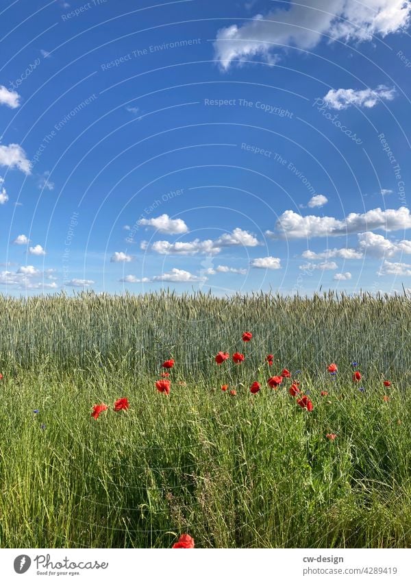 in the field Field Agriculture Agricultural crop Summer