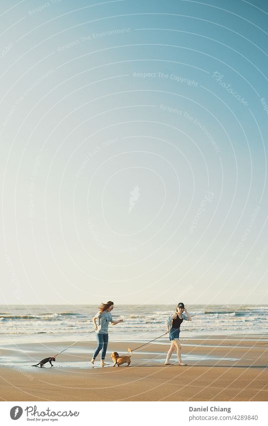 Beach with dog and cat Human being Animal Pet Dog Love of animals Relaxation Vacation & Travel Exterior shot Cloudless sky Beautiful weather Landscape Adults