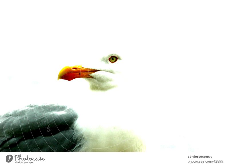 seagull Seagull Bird Beak feathers Contrast