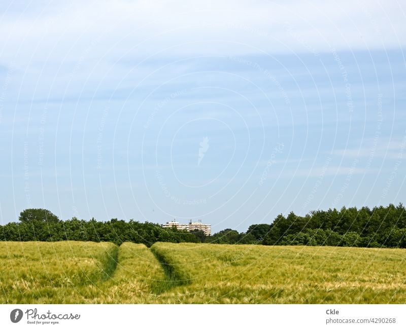 View over wheat field to Bad Oldeslo high rise building Grain High-rise Agriculture Cornfield Agricultural crop Grain field Wheat Wheatfield Nature Ear of corn