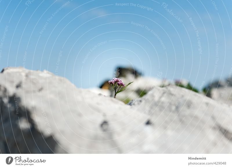 brick wall ääh: Rock floret Environment Nature Plant Sky Clouds Beautiful weather Flower Blossom Wild plant Alps Stone Stand Esthetic Sharp-edged Firm Small